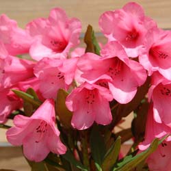 Rhododendron Winsome